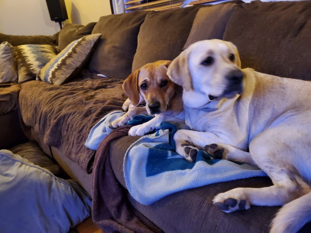 Dogs