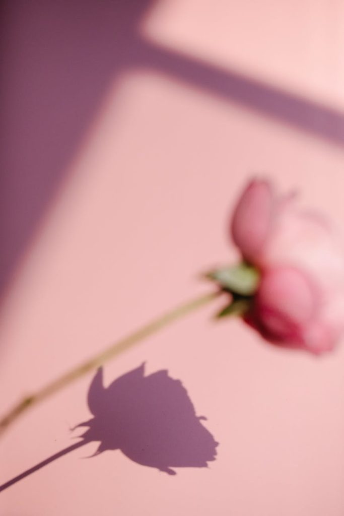 Happiness blooming pink flower casting shadow on pink background