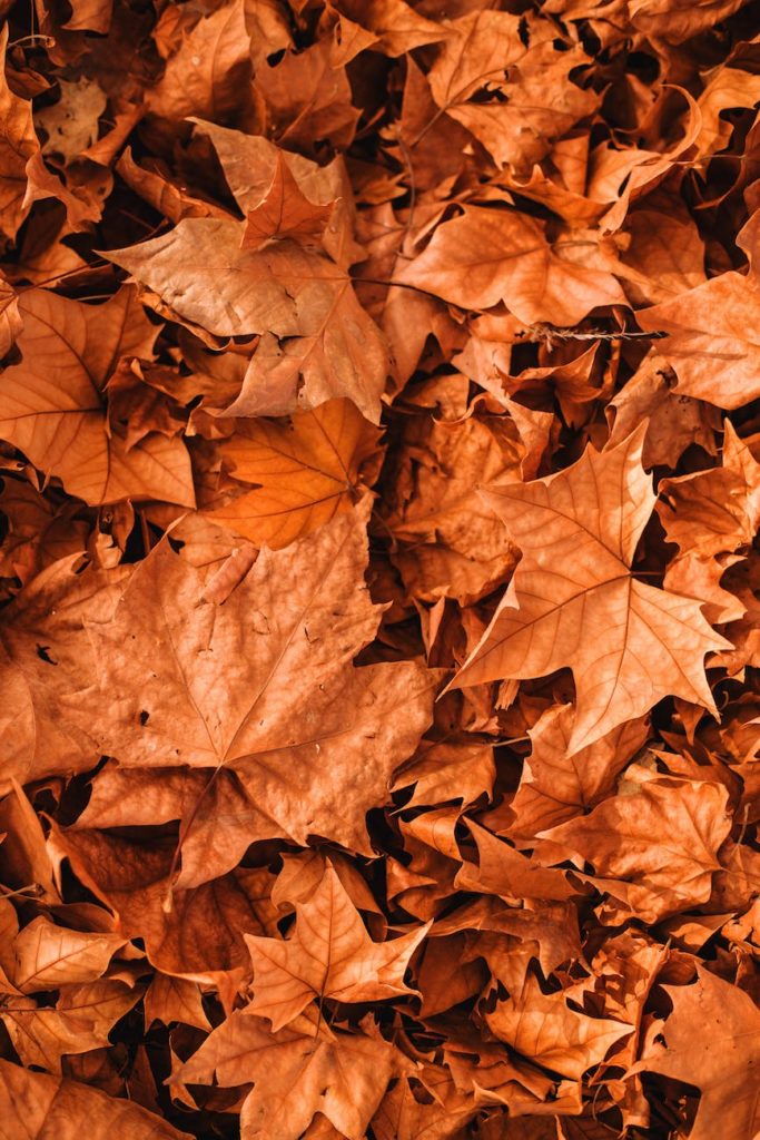 vivid autumn leaves scattered on ground