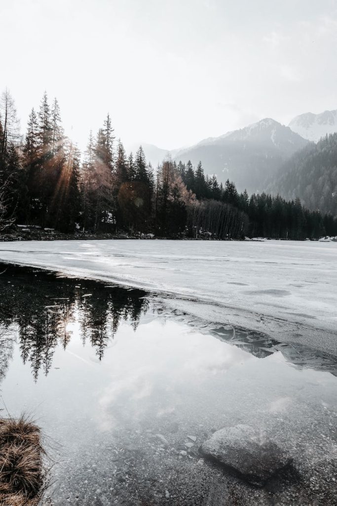 green pine trees beside body of water