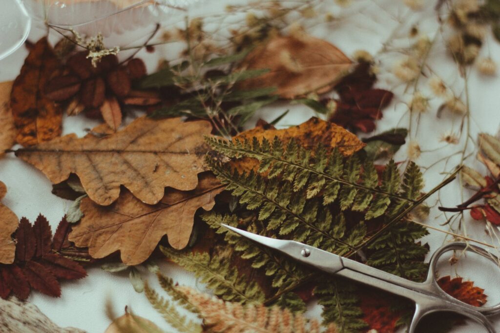 gray scissors on dry leaves