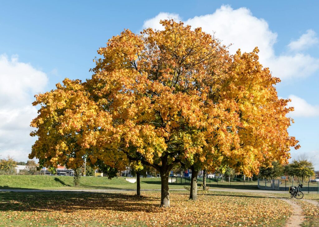 autumn maple tree in geesthacht park