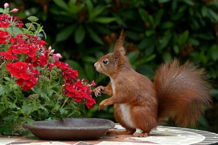 Effective Coping Strategies for Managing Anxiety red squirrel on brown table top